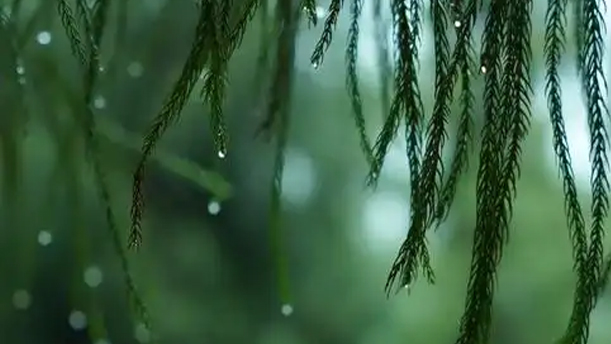 水仙子·夜雨——关于古风诗词的朗诵经典篇目
