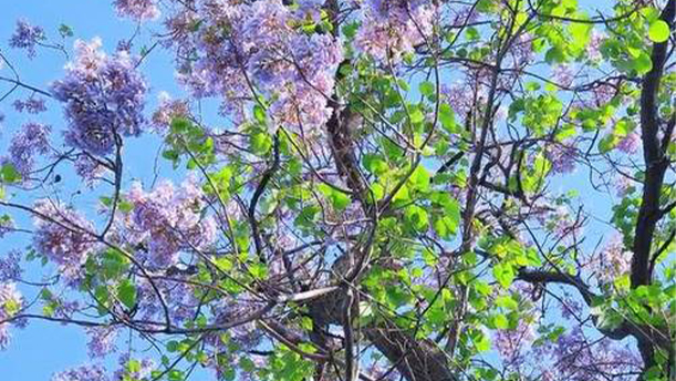 泡桐礼赞——关于党政祖国的朗诵经典篇目