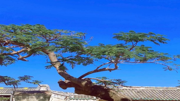 那一棵老树——关于党政祖国的朗诵经典篇目