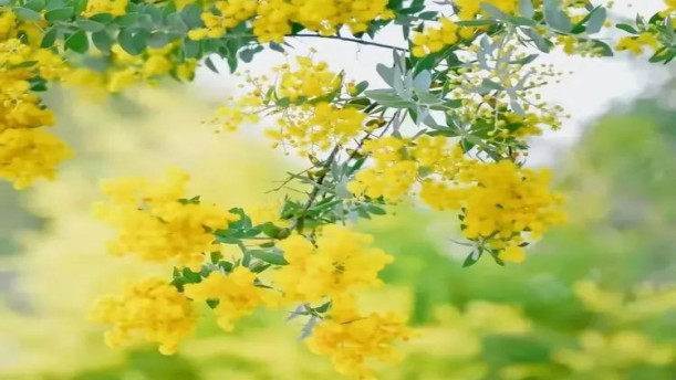 走进三月——关于党政祖国的朗诵经典篇目