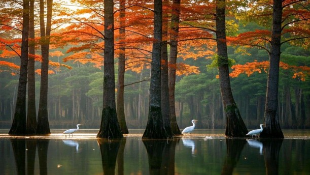 红树林的精灵——关于党政祖国的朗诵经典篇目