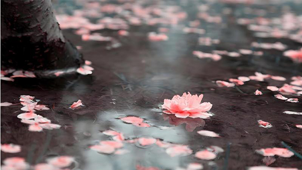 浣溪沙——关于古风诗词的朗诵经典篇目