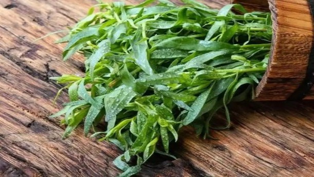 故乡的野菜——关于经典散文的朗诵经典篇目