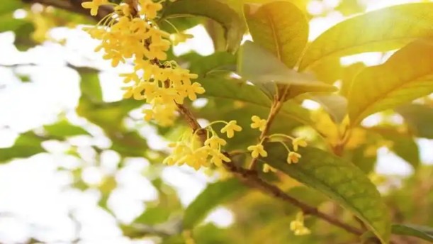 秋天的桂花香——关于经典散文的朗诵经典篇目