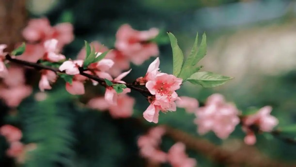 桃花源记2——关于古风诗词的朗诵经典篇目