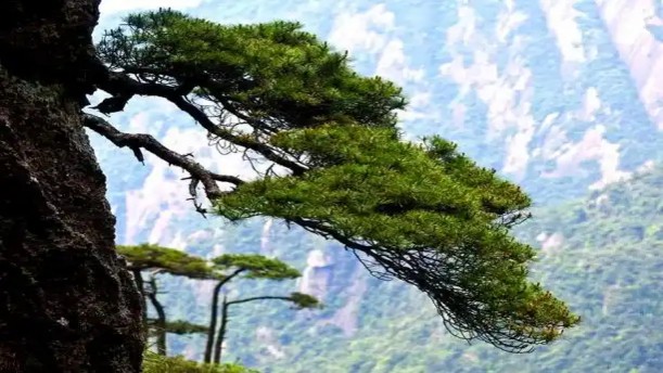 不肯低头的小松树——关于童话寓言的朗诵经典篇目