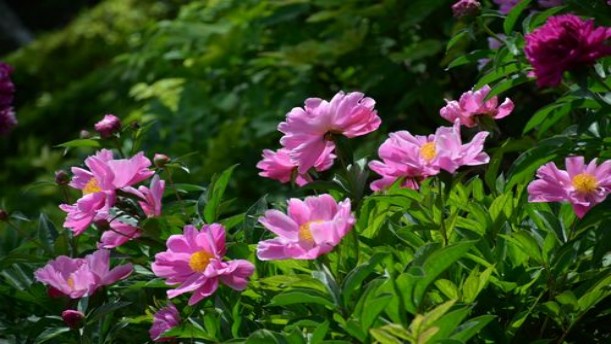 五月的鲜花——关于教师的朗诵经典篇目