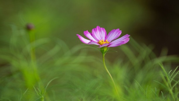 路基上的小花——关于经典散文的朗诵经典篇目
