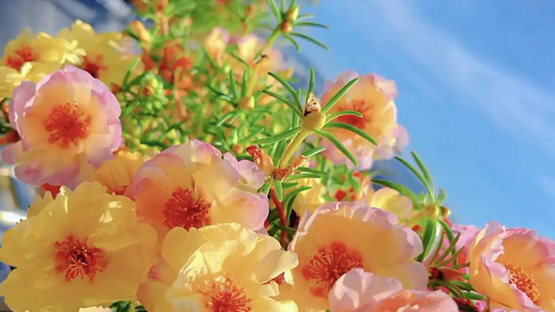 小小太阳花——关于经典散文的朗诵经典篇目