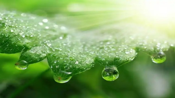 菜市场:早市青菜沾着露水——关于经典散文的朗诵经典篇目